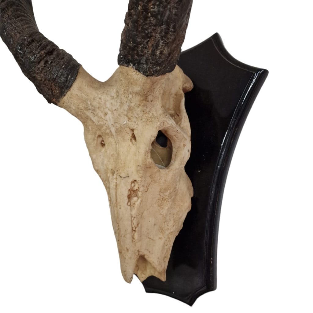 Trofeo decorazione da parete in resina a forma di corna di antilope