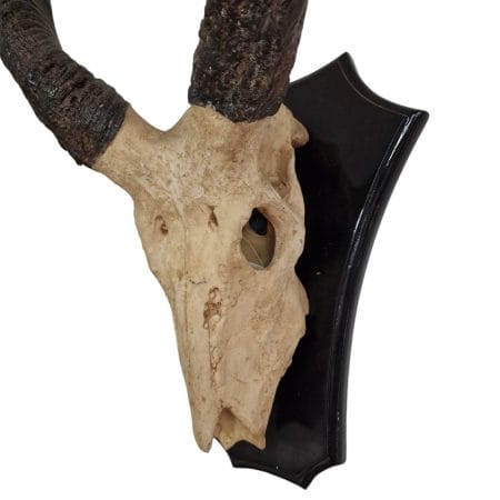 Trofeo decorazione da parete in resina a forma di corna di antilope