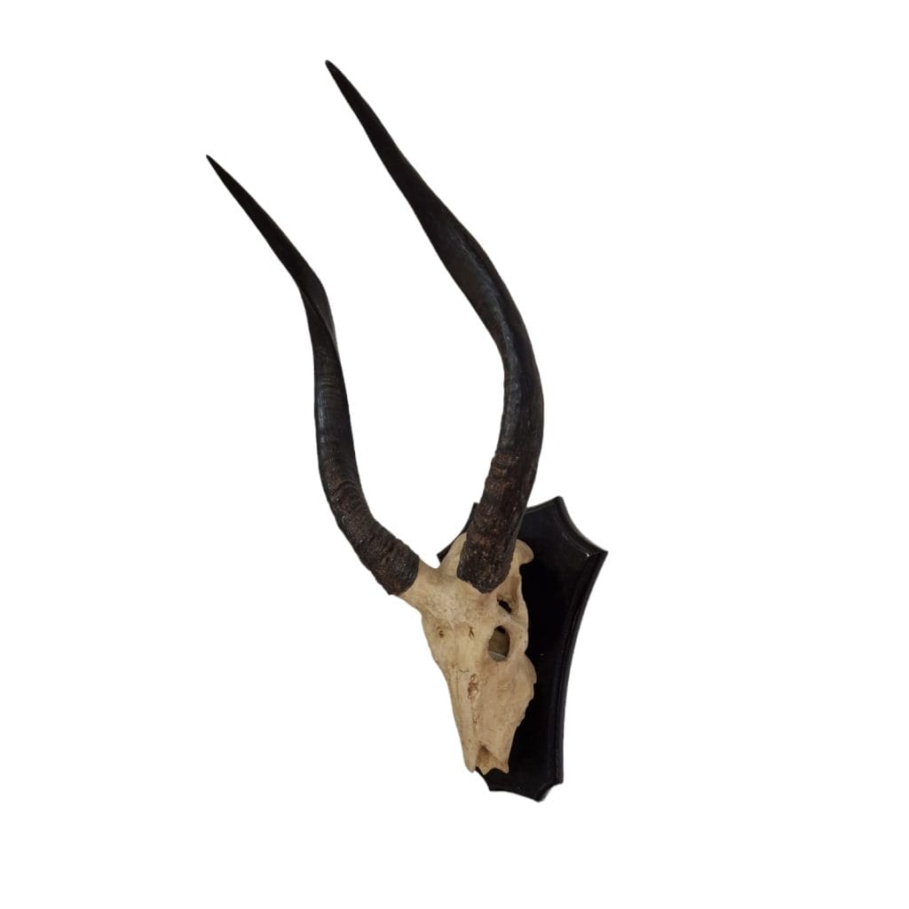 Trofeo decorazione da parete in resina a forma di corna di antilope