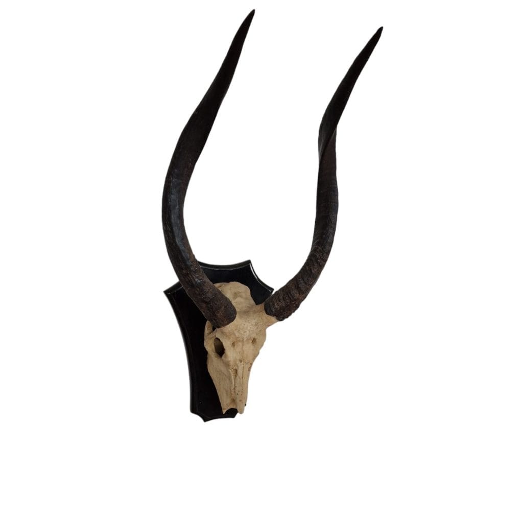 Trofeo decorazione da parete in resina a forma di corna di antilope