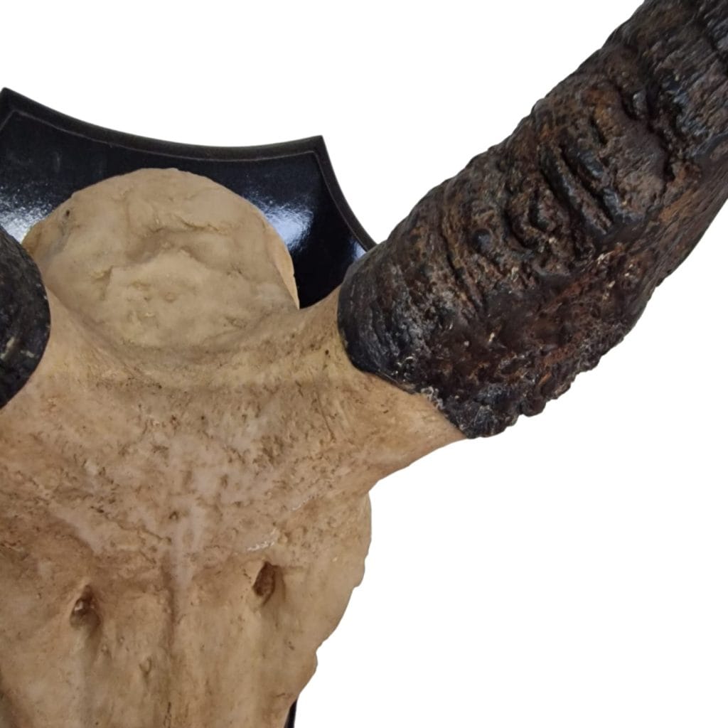 Trofeo decorazione da parete in resina a forma di corna di antilope