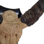 40295_5.jpg Trofeo decorazione da parete in resina a forma di corna di antilope
