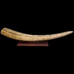 40922_6.jpg zanna di tricheco scrimshaw decorativa replica