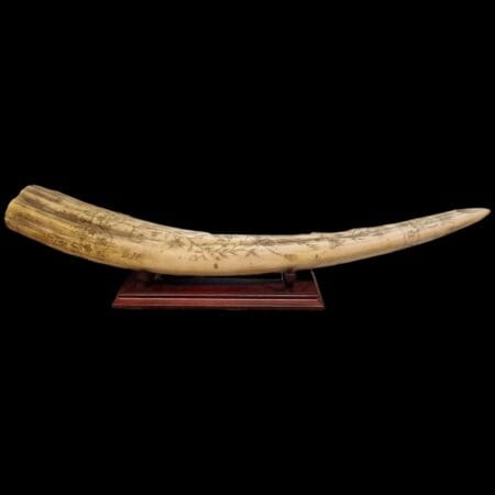 zanna di tricheco scrimshaw decorativa replica