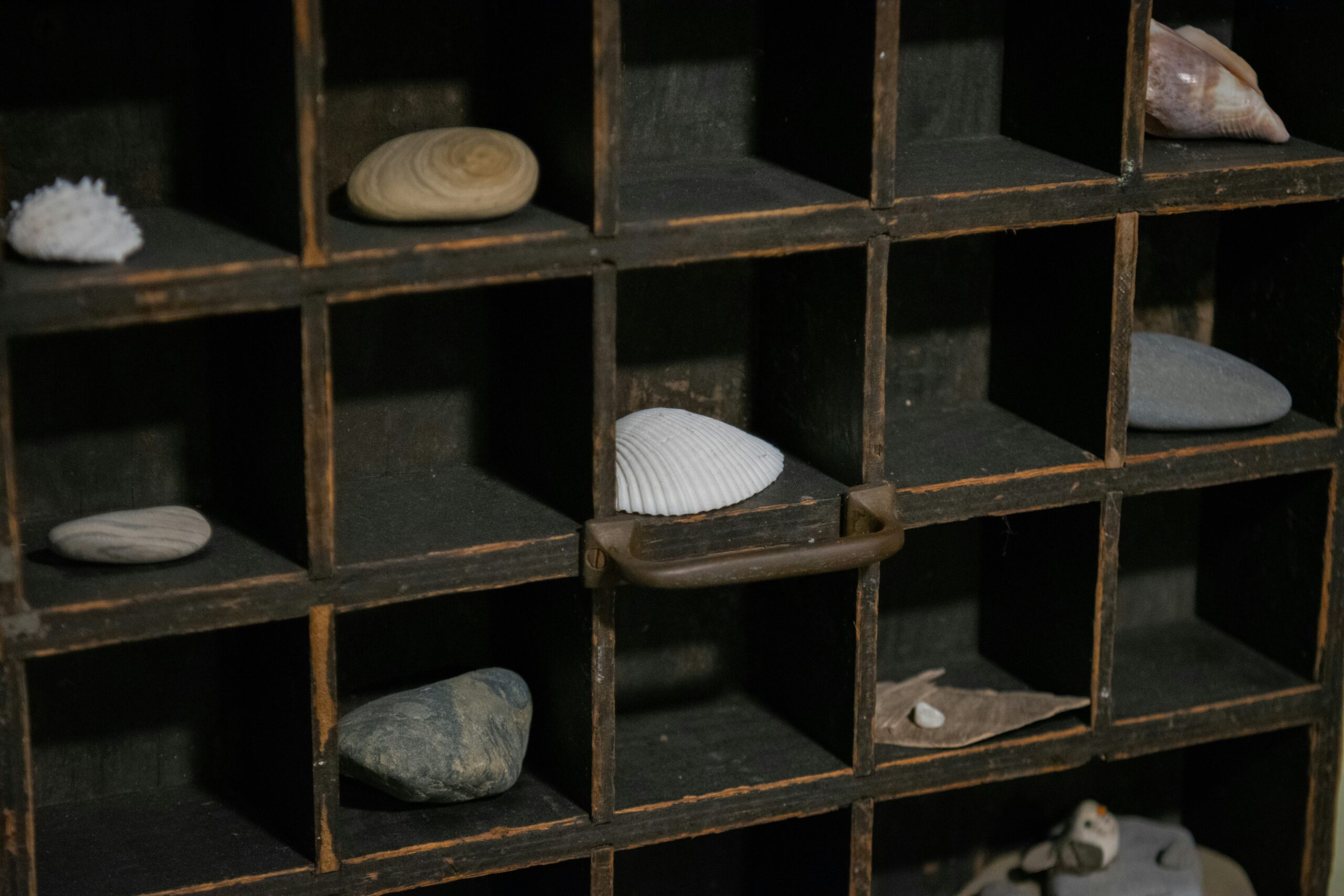 a collection of seashells on display in a wooden shelf