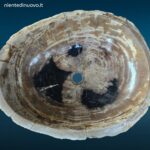 04460_2.jpg Lavandino grande da appoggio in legno fossile pietrificato naturale